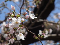 桜