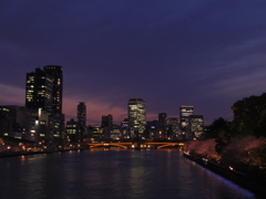 天神橋と夜桜