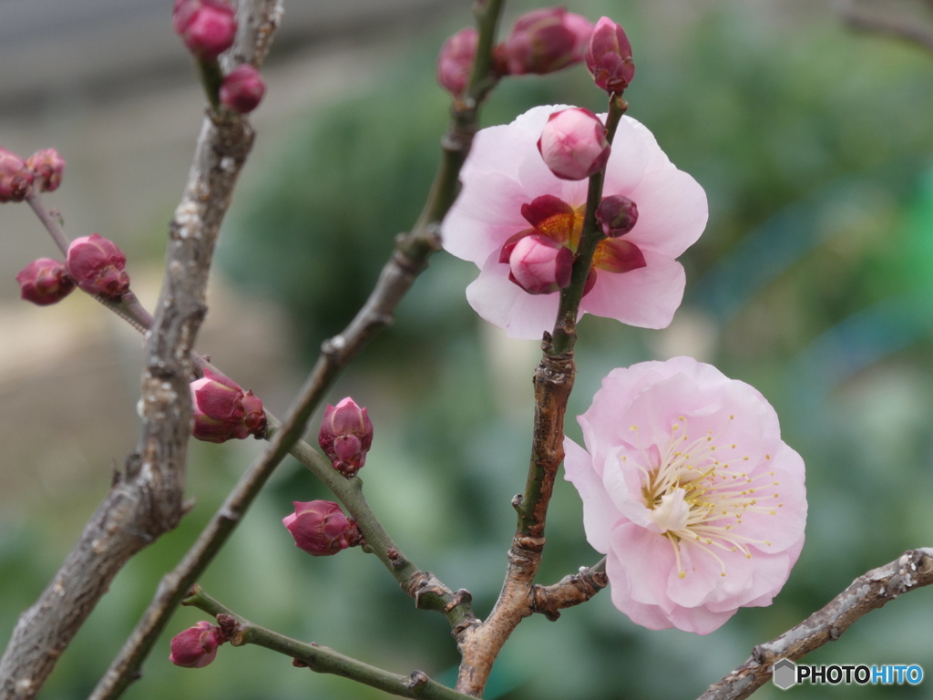 梅の花