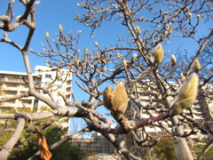木蓮の蕾