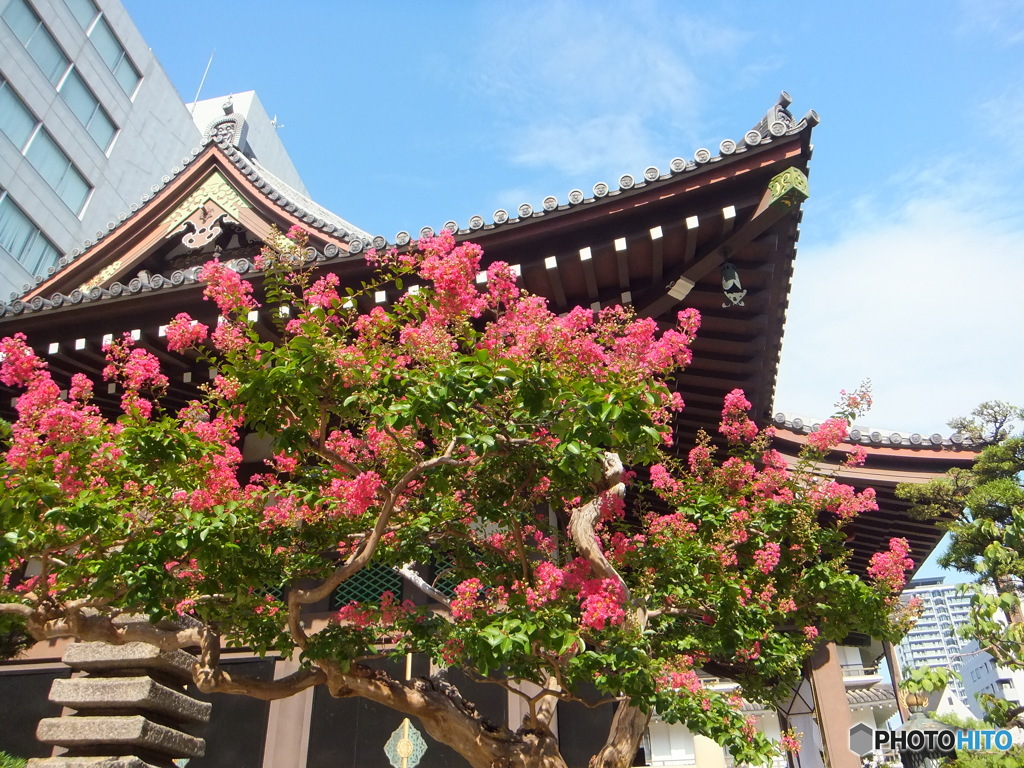 太融寺と百日紅
