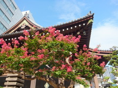 太融寺と百日紅