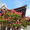 太融寺と百日紅