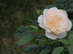 Summer Rose