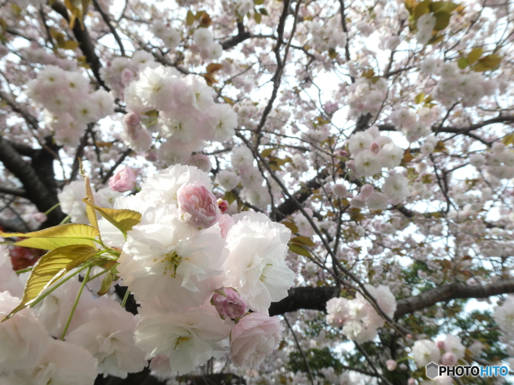 八重桜　ほぼ満開