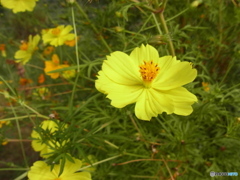 the yellow cosmos