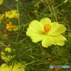 the yellow cosmos