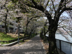 散り際も美しい桜のトンネル