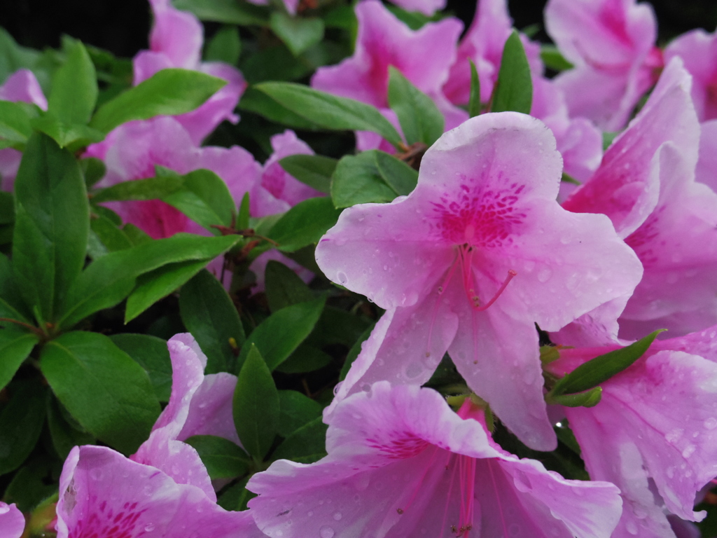 雨の中のツツジ