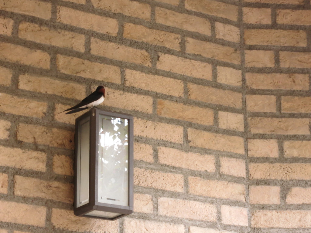 Hello Swallow
