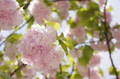 ぼんぼり桜
