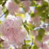 ぼんぼり桜