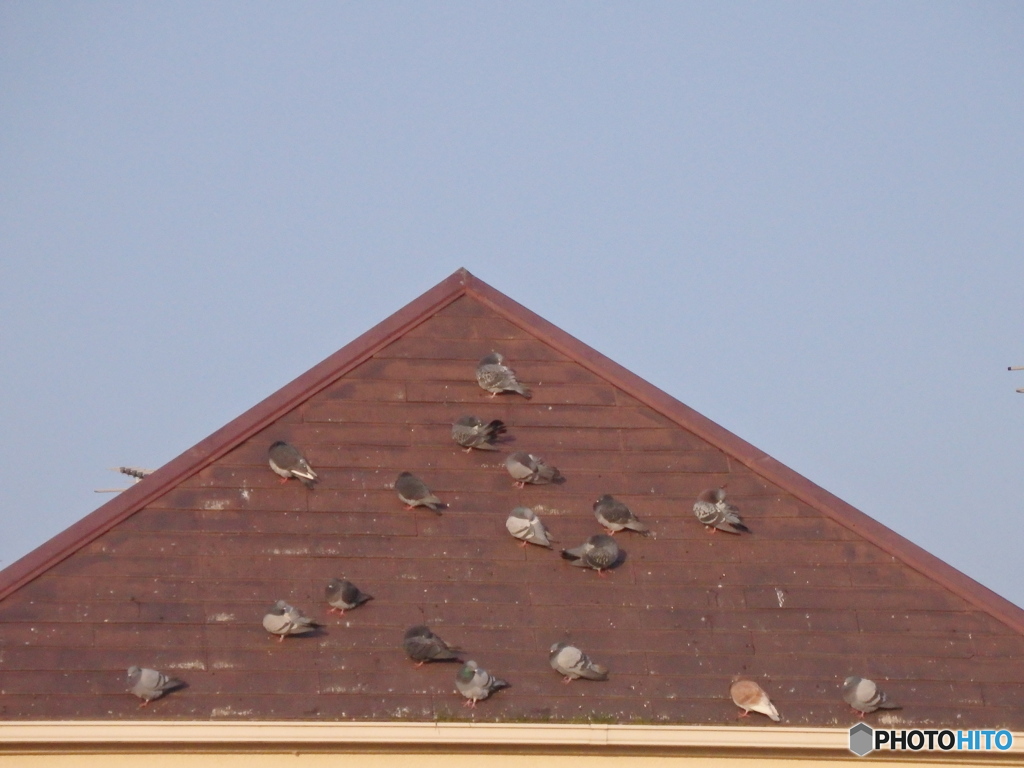 屋根の上　鳩がまどろむ　春の朝