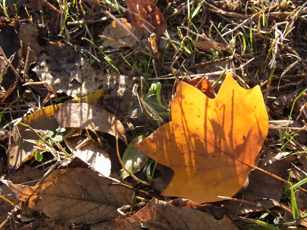 a yellow leaf