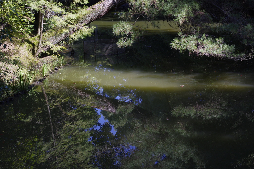 水鏡の松