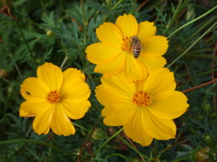 Yellow & Bee