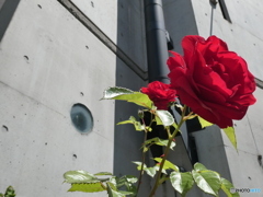 赤いバラとコンクリートの壁