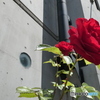 赤いバラとコンクリートの壁