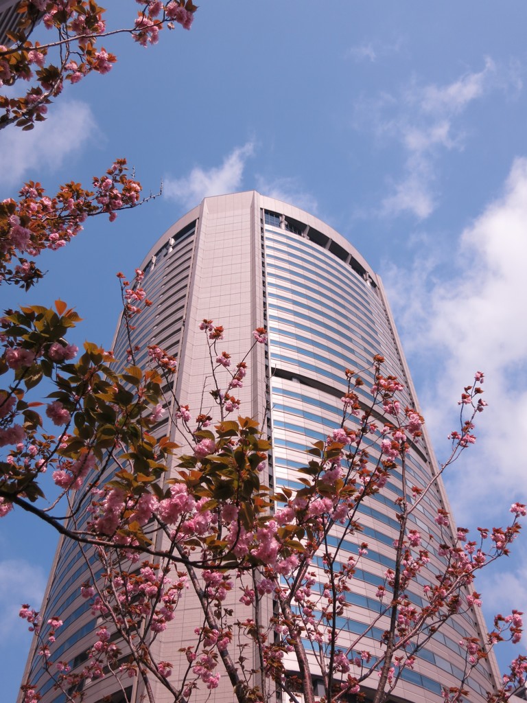 青空、八重桜とOAP