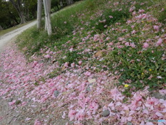 散りてもまた美しき関山