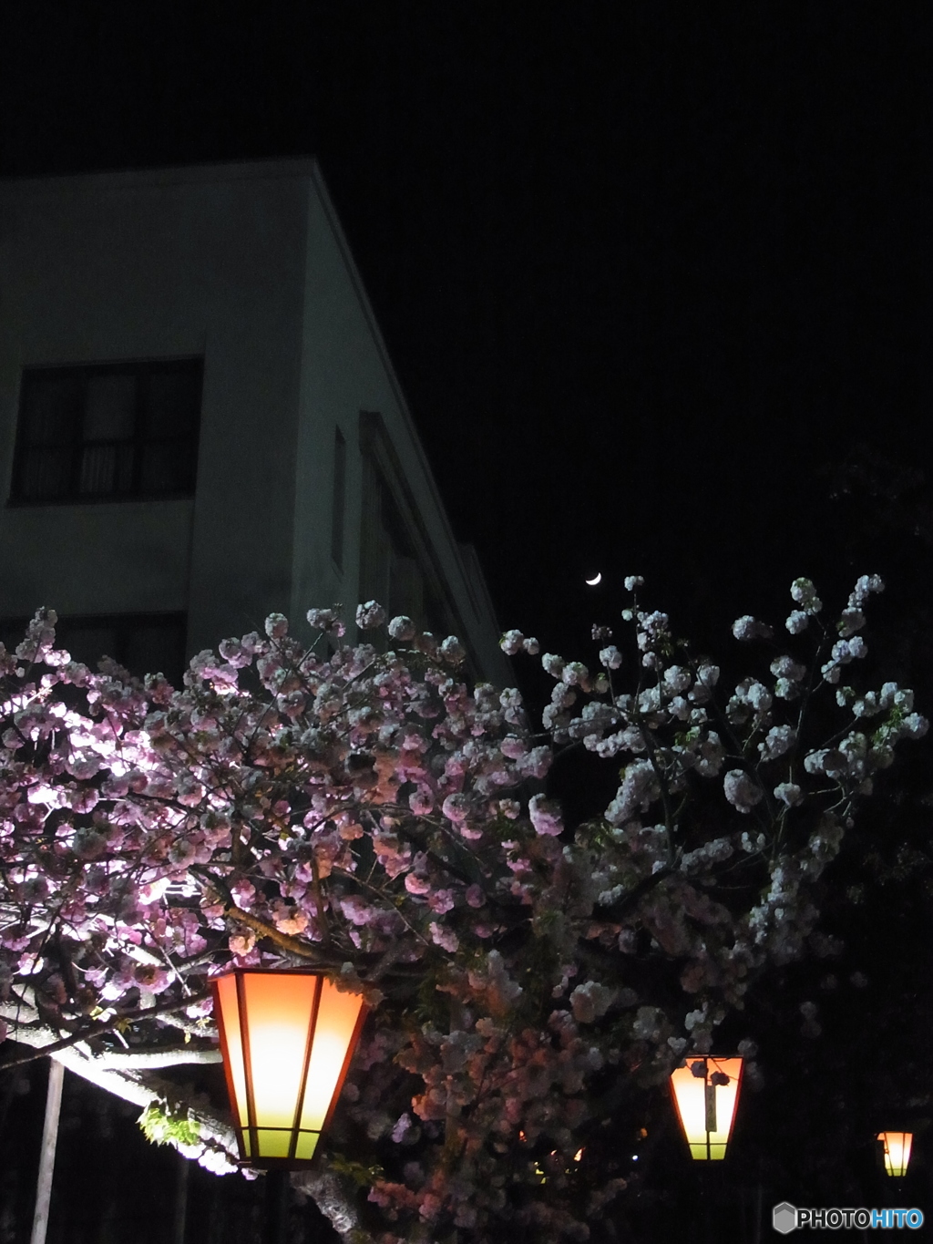 三日月と桜