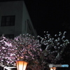 三日月と桜