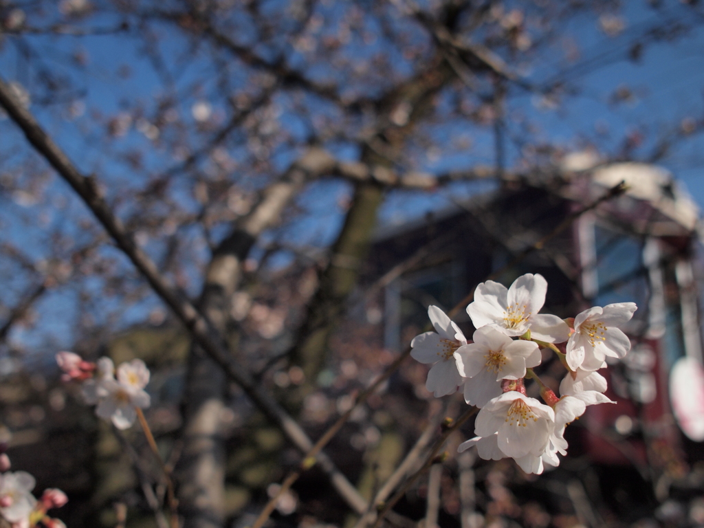 桜×阪急電車