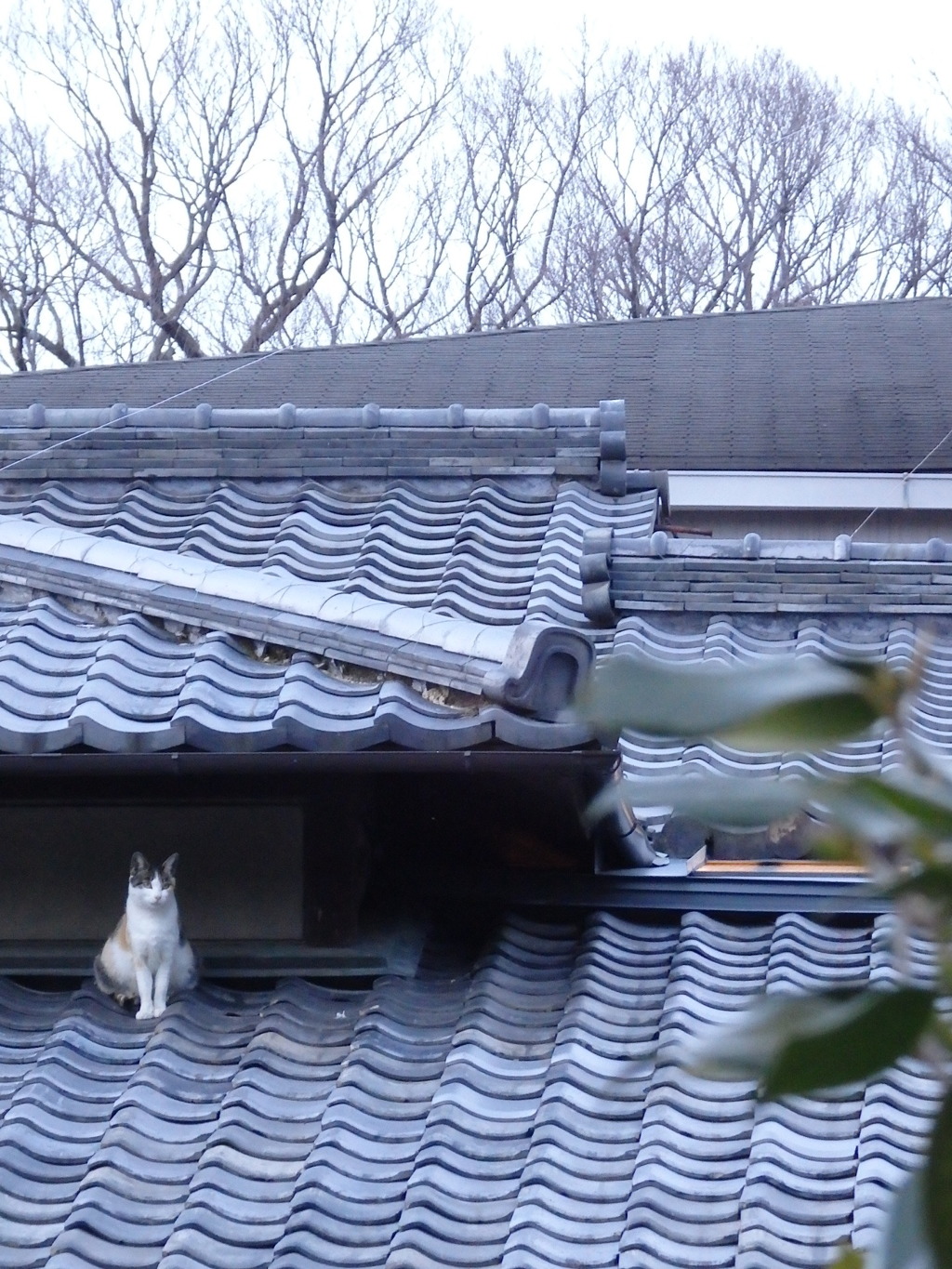 屋根瓦の上の猫