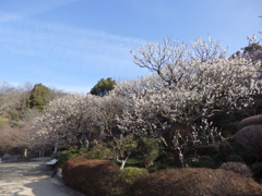 中山寺梅林と青空