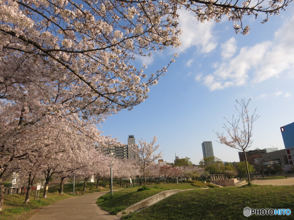 扇町公園の桜と青空