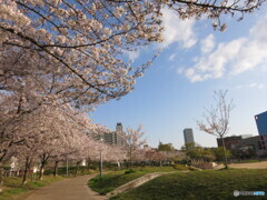扇町公園の桜と青空