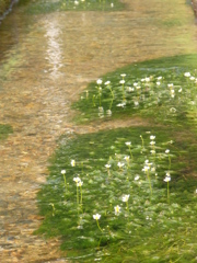 花咲く新野の梅花藻