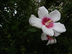 むくげの花