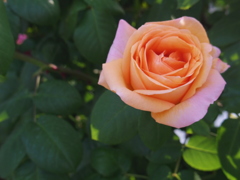 pink and orange rose