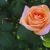 pink and orange rose