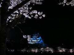 西の丸庭園　夜桜と天守閣