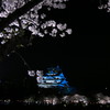 西の丸庭園　夜桜と天守閣