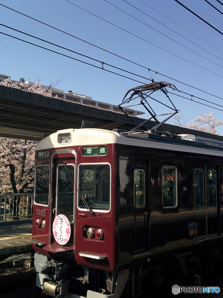 武庫之荘の桜×阪急電車