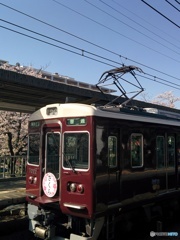 武庫之荘の桜×阪急電車