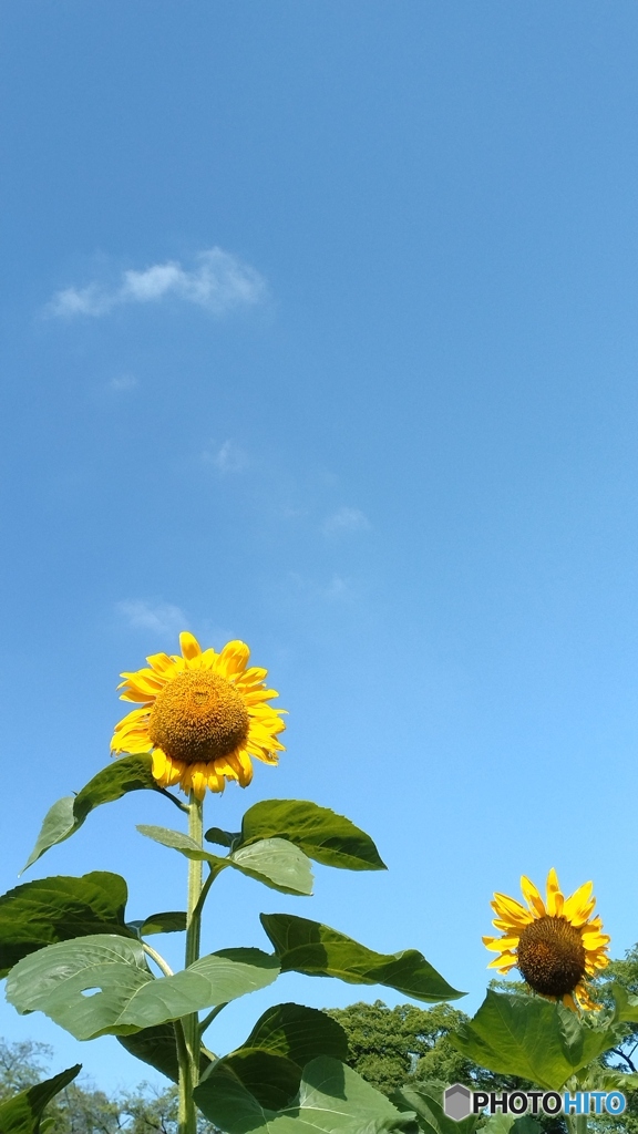 ひまわりと青空