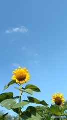 ひまわりと青空