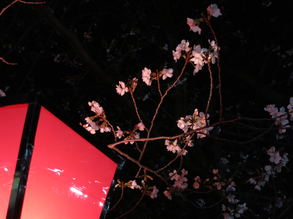 桜と赤ちょうちん