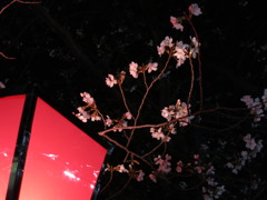 桜と赤ちょうちん