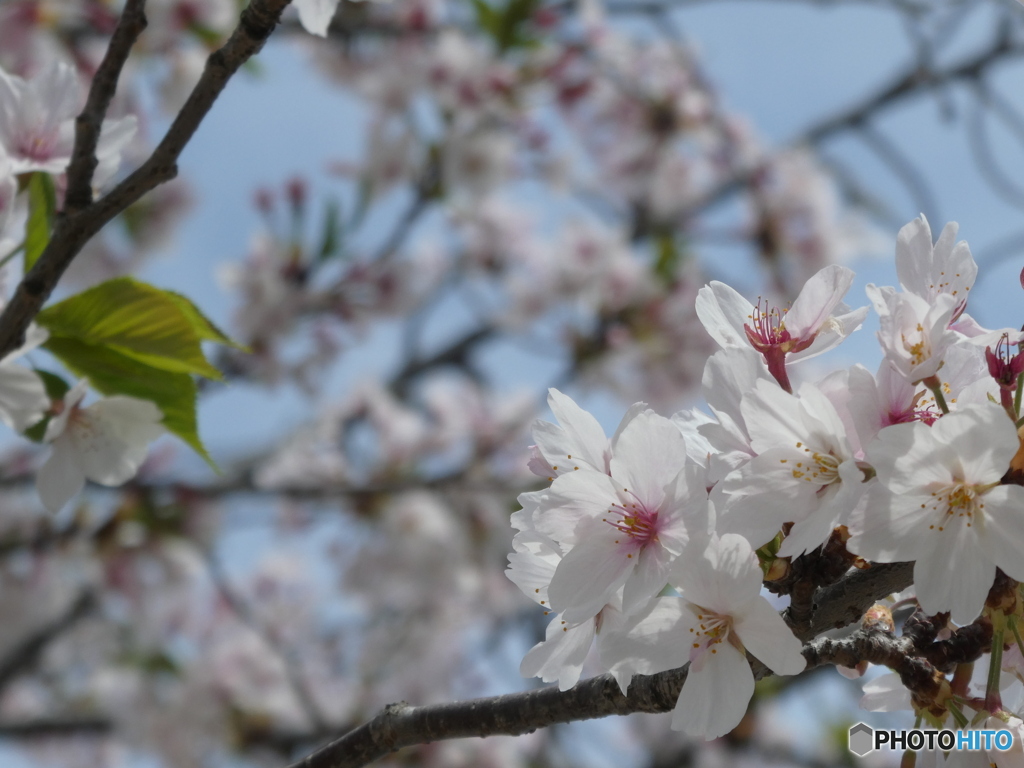 葉桜