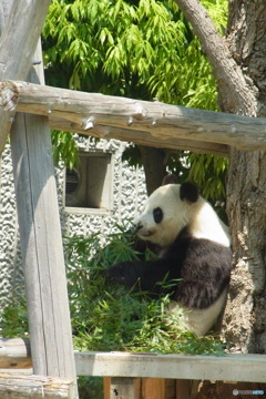 お食事中
