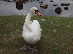 コブハクチョウ