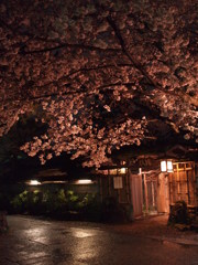 夜桜と石畳
