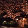 夜桜と石畳