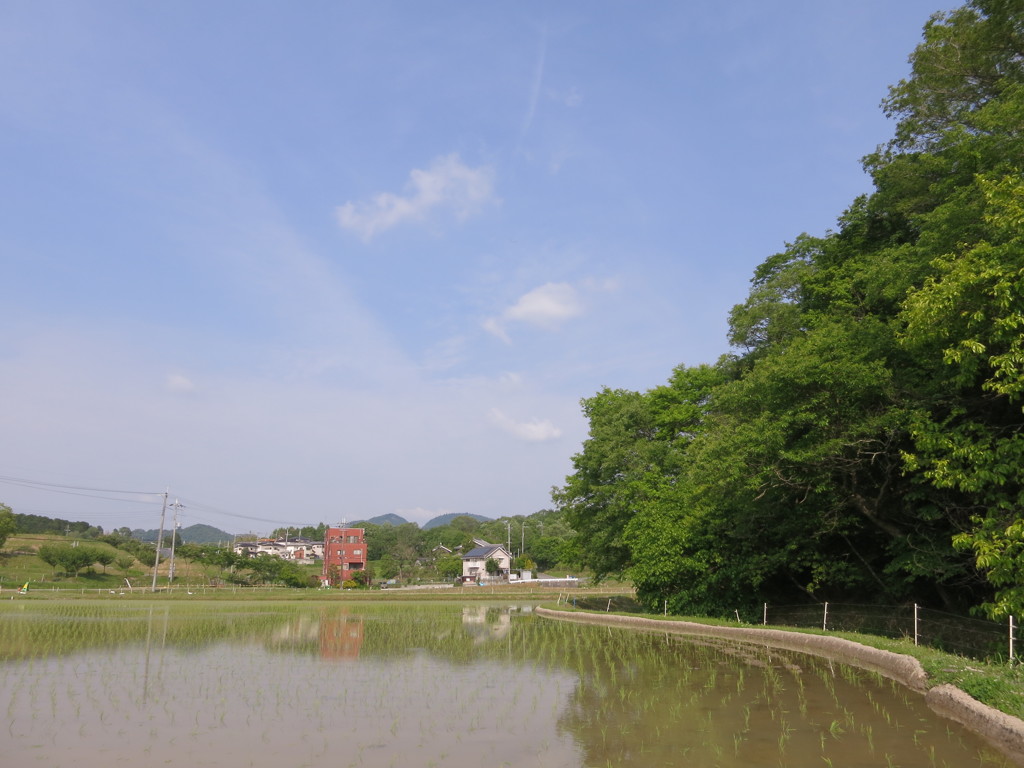 田植え直後の風景（新緑と青空）