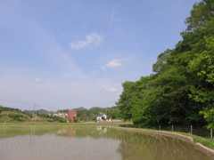 田植え直後の風景（新緑と青空）